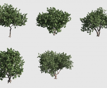 Modern Tree-ID:558518892