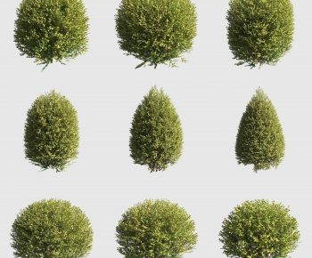 Modern Shrubbery-ID:498419054