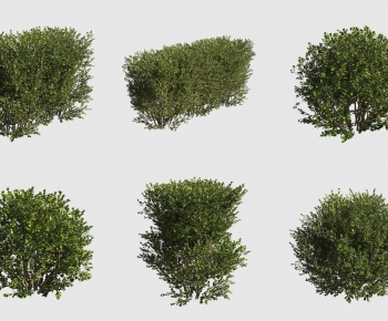 Modern Shrubbery-ID:809497121