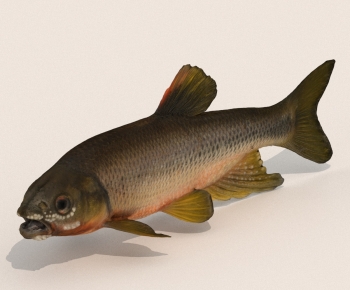 Modern Aquatic Animals-ID:453193905