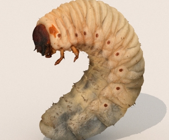 Modern Other Animals-ID:387991919