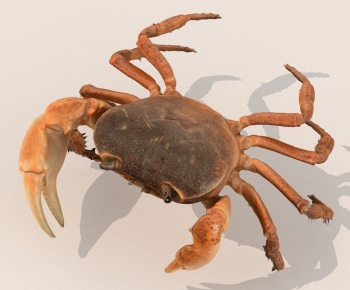 Modern Aquatic Animals-ID:520423896
