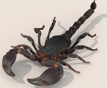 Modern Other Animals-ID:550048118