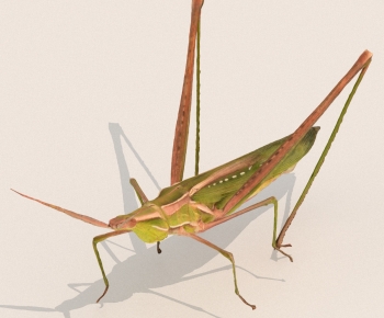 Modern Other Animals-ID:601437091