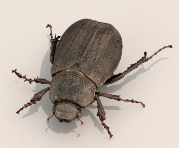 Modern Other Animals-ID:710220315