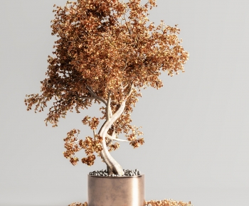 Modern Bonsai-ID:137370114