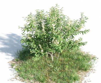 现代观赏灌木-ID:107750918