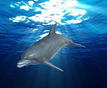 Modern Aquatic Animals-ID:521862032