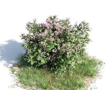 Modern Shrubbery-ID:879736909