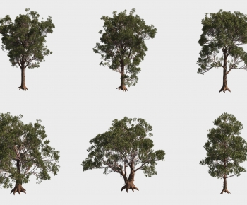 Modern Tree-ID:269893886