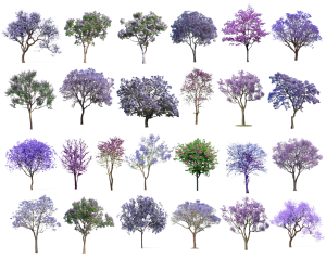 现代景观蓝花楹树组合-ID:6244653