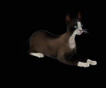 现代猫-ID:673499115