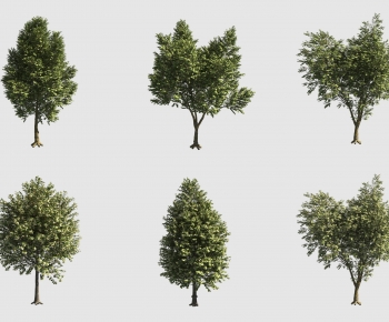 Modern Tree-ID:552289592