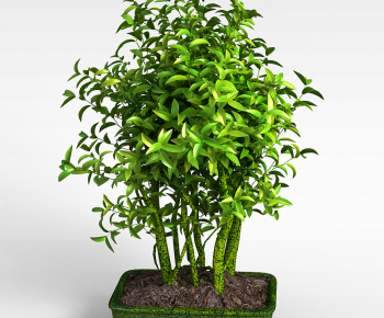 Modern Potted Green Plant-ID:801343928