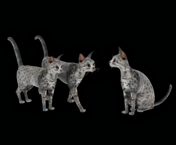 现代动物猫组合-ID:425048119