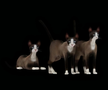 现代动物猫组合-ID:207185037