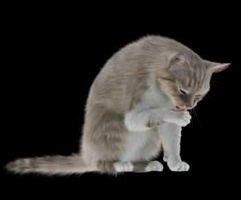 现代动物猫-ID:403640036
