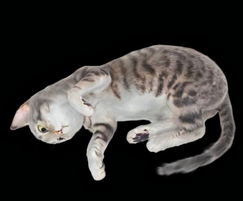 现代动物猫-ID:757770525