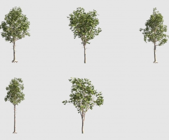 Modern Tree-ID:140919788