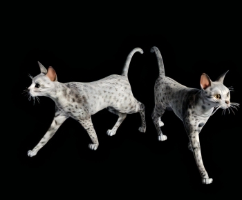 现代动物猫组合-ID:111565119