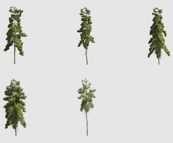 Modern Tree-ID:953353887