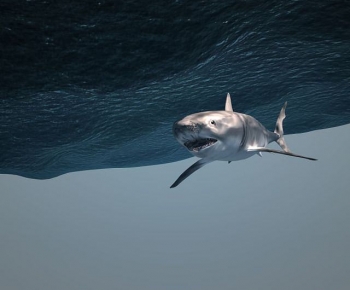 Modern Aquatic Animals-ID:426980979