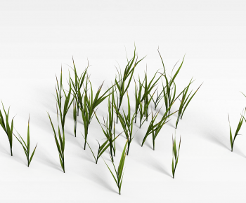 Modern Crop-ID:535640007