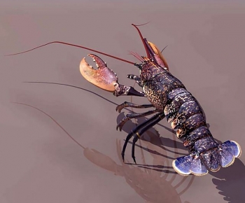 Modern Aquatic Animals-ID:594877967