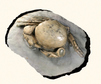 Modern Aquatic Animals-ID:998375893