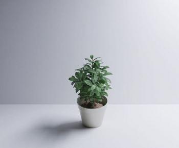 Modern Potted Green Plant-ID:418056011