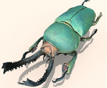 Modern Other Animals-ID:301160844