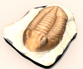 Modern Other-ID:462656023