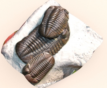 Modern Other-ID:583535912