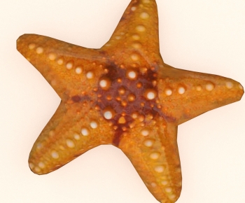 Modern Aquatic Animals-ID:518495087