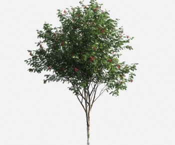 Modern Tree-ID:434983971