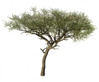 Modern Tree-ID:625570061