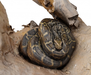 Modern Reptile-ID:499793052