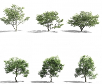 Modern Tree-ID:716419299