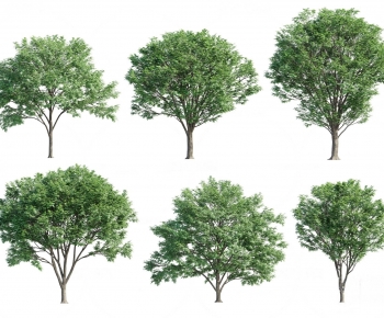 Modern Tree-ID:426887041