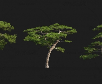 Modern Tree-ID:558249951