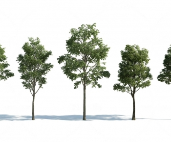 Modern Tree-ID:141604904