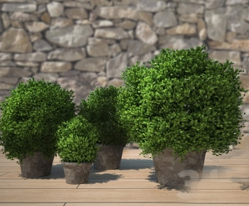 Modern Potted Green Plant-ID:567441068