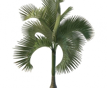 Modern Tree-ID:796247014