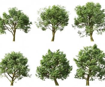 Modern Tree-ID:225075012