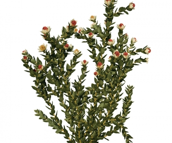 Modern Shrubbery-ID:526372912