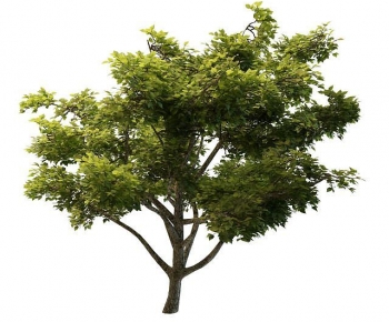 Modern Tree-ID:632617952