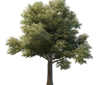 Modern Tree-ID:813628915