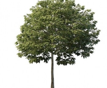 Modern Tree-ID:433829071