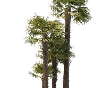 Modern Tree-ID:128994941