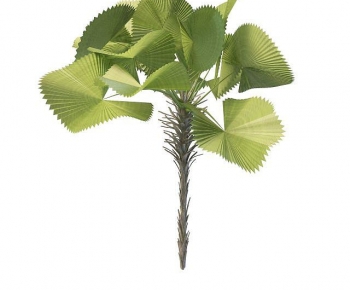 Modern Tree-ID:490551953